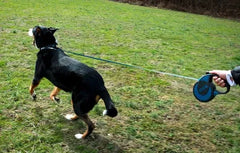 KONG Retractable Leash Ultimate Blue
