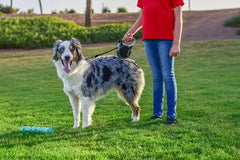 KONG Retractable Leash Terrain Black
